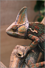 Chameleon like