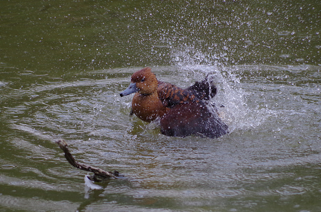 Parc aux oiseaux - Villars les Dombes