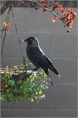 The Jackdaw