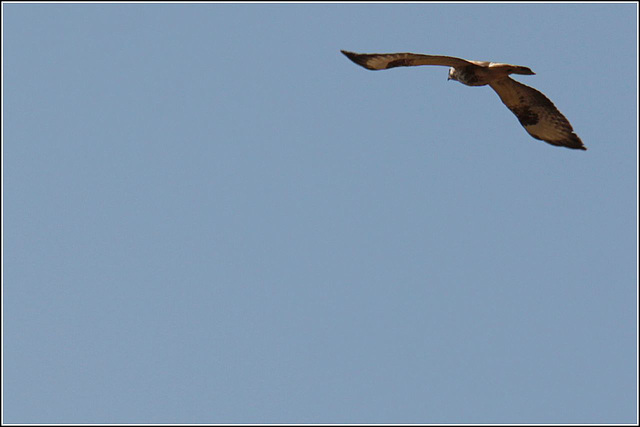 Buzzed by a Buzzard