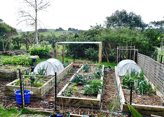 winter vegie garden