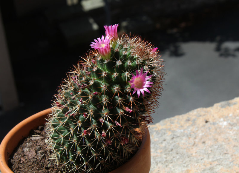 Mammillaria