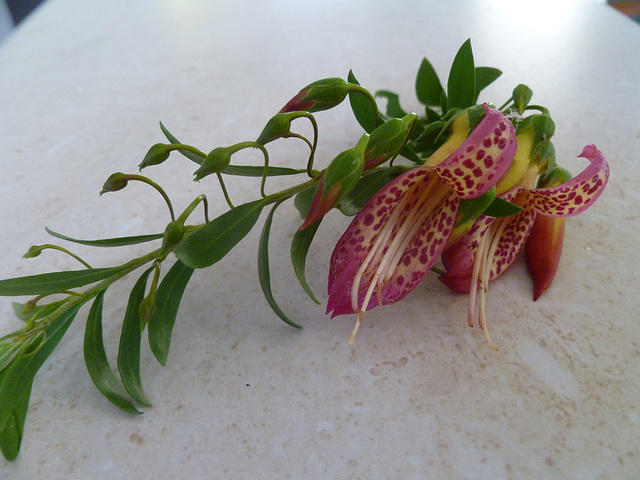 eremophila maculata normal form