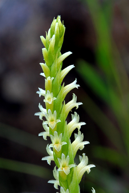 Spiranthes porrifolia