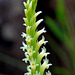 Spiranthes porrifolia