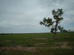 2068 Cunnamulla region 008