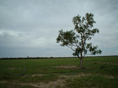 2069 Cunnamulla region 009