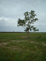 2069a Cunnamulla region 010