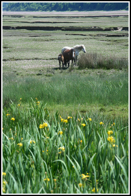 iris & pony