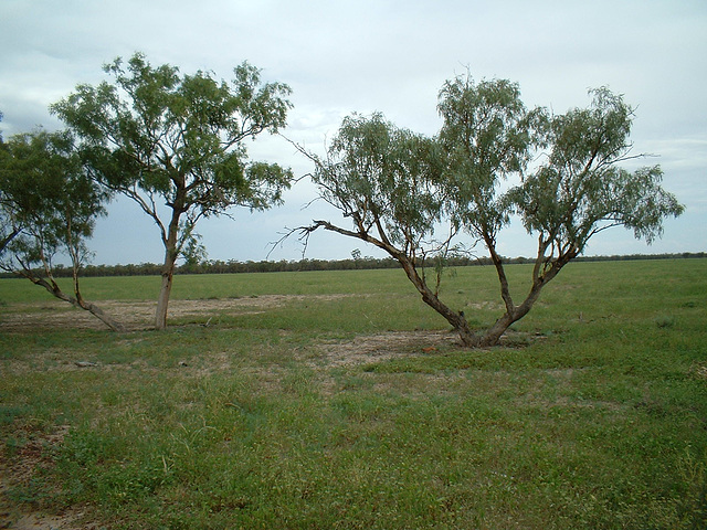 2070 Cunnamulla region 011