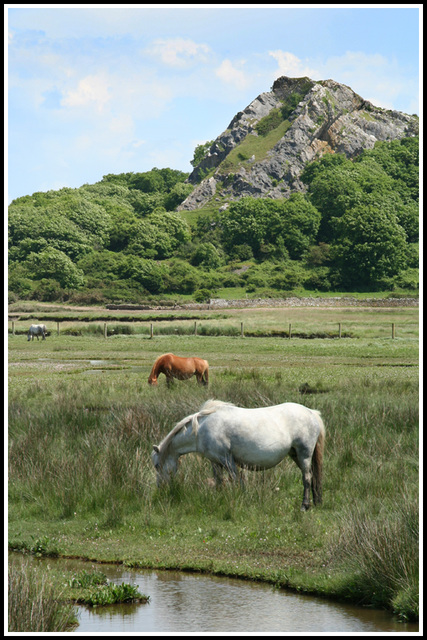 marshland