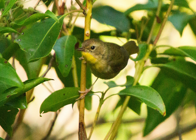 Common Yellowthroat