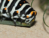 European Swallowtail (Papilio machaon gorganus) caterpillar