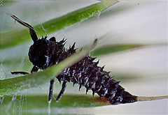 20130726 2658+60RASt2Rw [D~Lip] Larve, Marienkäfer, Distelblüte, Bad Salzuflen