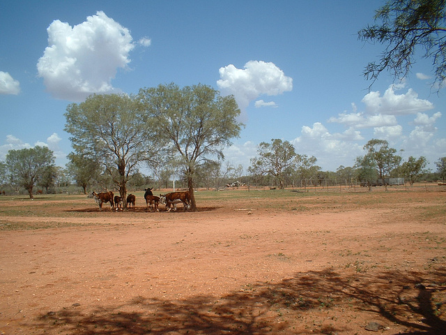 2104 Wanaaring - Tibooburra 003