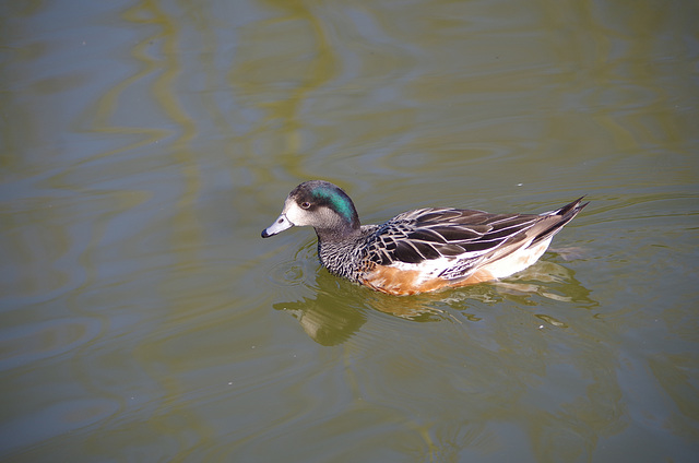 Parc aux oiseaux - Villars les Dombes