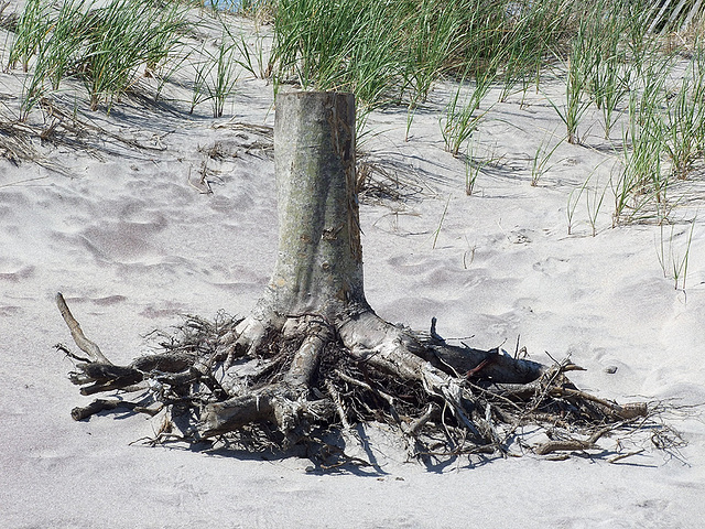 Tree Stump on the Beach in Fire Island, June 2007