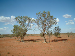 2112 Wanaaring - Tibooburra 011