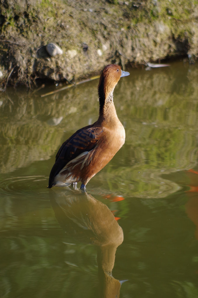 Parc aux oiseaux - Villars les Dombes