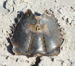 Horseshoe Crab on the Beach in Fire Island, June 2007