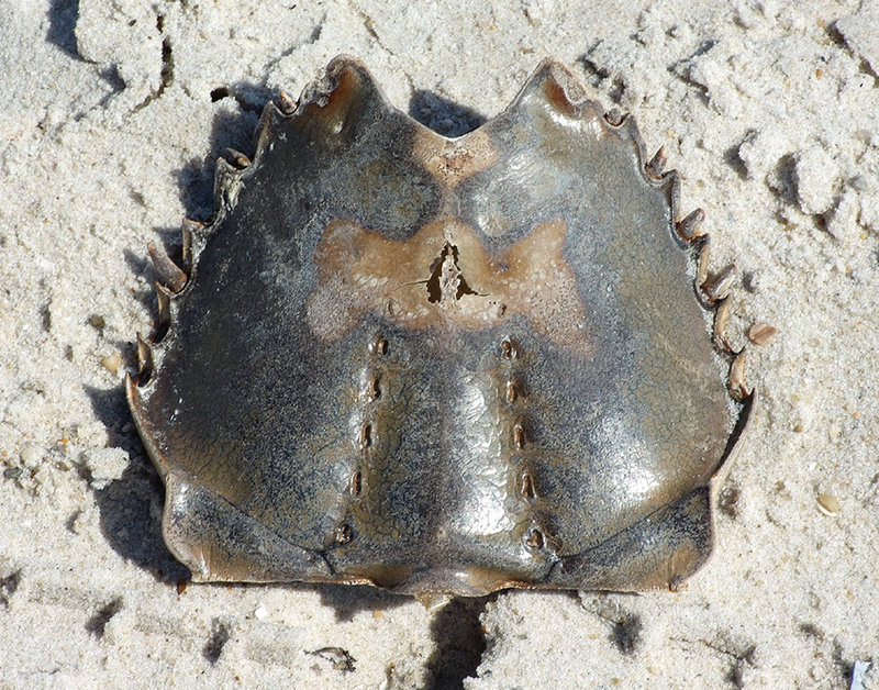 Horseshoe Crab on the Beach in Fire Island, June 2007