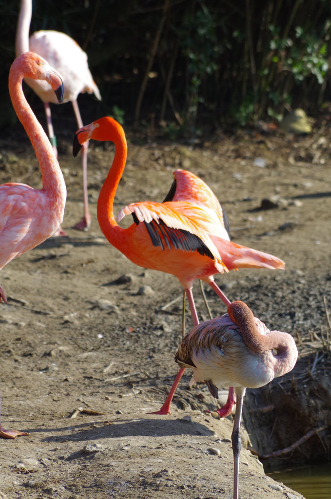 Parc aux oiseaux - Villars les Dombes