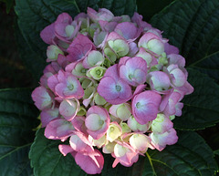 Flowers in Mom & Dad's Backyard, July 2007