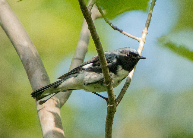 Black-Throated Blue Warbler