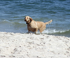 Dog Swimming in the Atlantic Ocean on Fire Island, June 2007