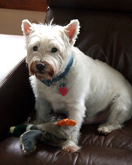 McDuff at Aunt Barbara's House, June 2008