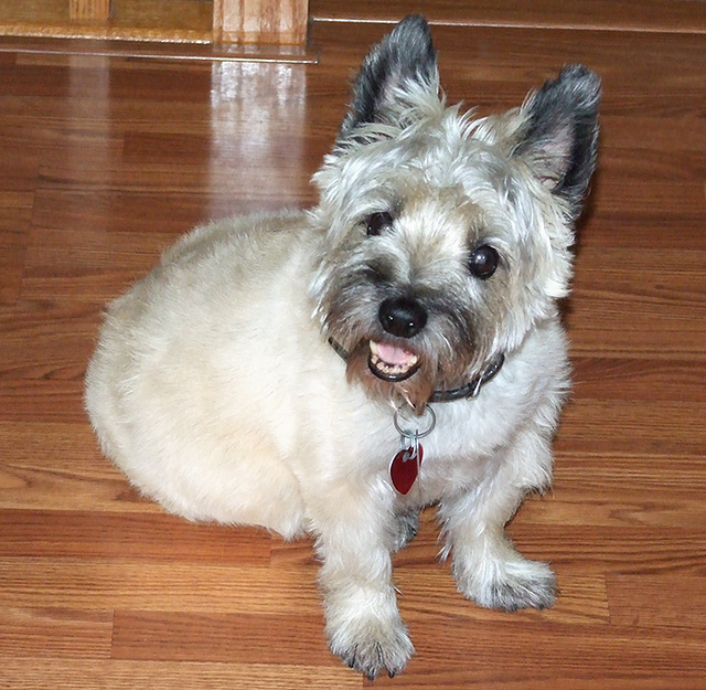 Buffy at Aunt Barbara's House, June 2008