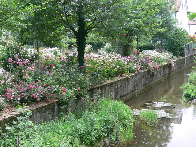 Freising - Rosengarten