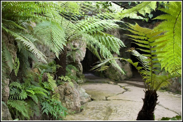 ferns