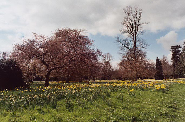 Spring Flowers in the Northern Gardens at Hampton Court Palace, 2004