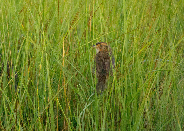 Saltmarsh Sparrow