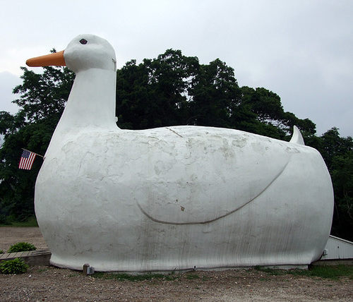 The Big Duck in Flanders, July 2008