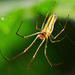 Long-jawed Orb Web Spider. Tetragnatha extensa