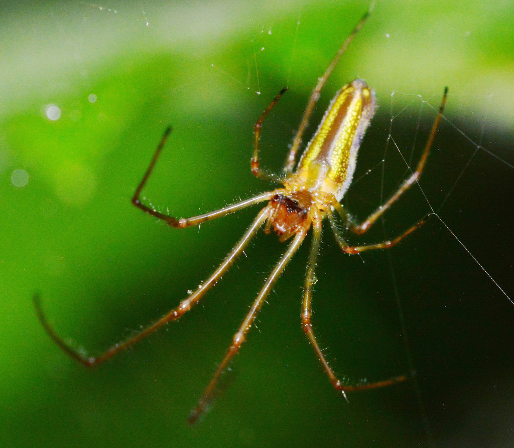 Long-jawed Orb Web Spider. Tetragnatha extensa