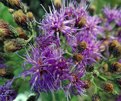 Ironweed rare here as it usually isnt wet enough !