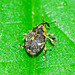 Weevil.....only about 2mm!