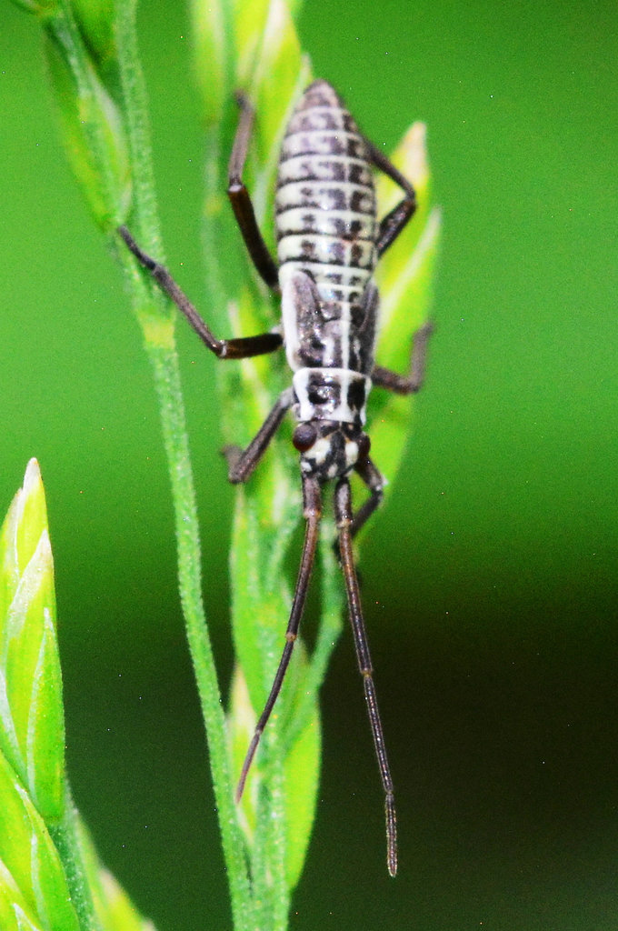 Leptopterna Nymph