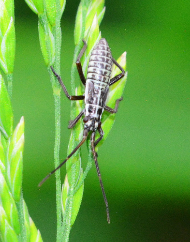 Leptopterna Nymph