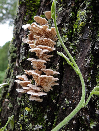 Tiny Bracket Fungus The largest is approx  3/4 inch across The tendril is Wisteria and  the tree is a dead Black Walnut trunk