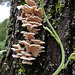Tiny Bracket Fungus The largest is approx  3/4 inch across The tendril is Wisteria and  the tree is a dead Black Walnut trunk
