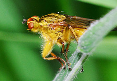 Yellow Dung Fly