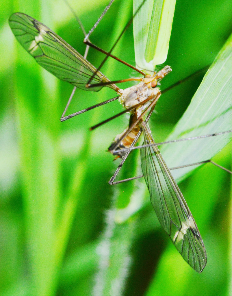 Cranefly