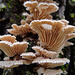 Tiny Bracket Fungus The largest is aprox three quarters of an inch across