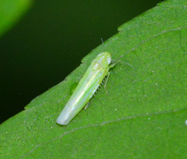 Leaf Hopper