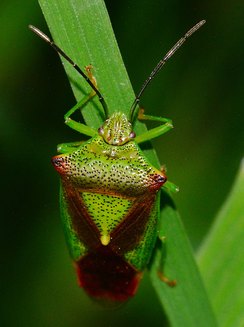 Shield Bug