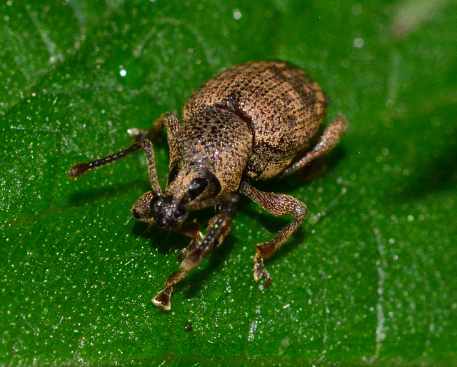 Weevil